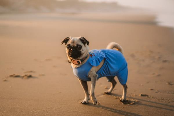 /Images/uploads/PUG NATION RESCUE OF LOS ANGELES/pugnation/entries/31000thumb.jpg
